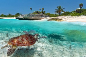 biological-diversity-800x534--1-.jpg